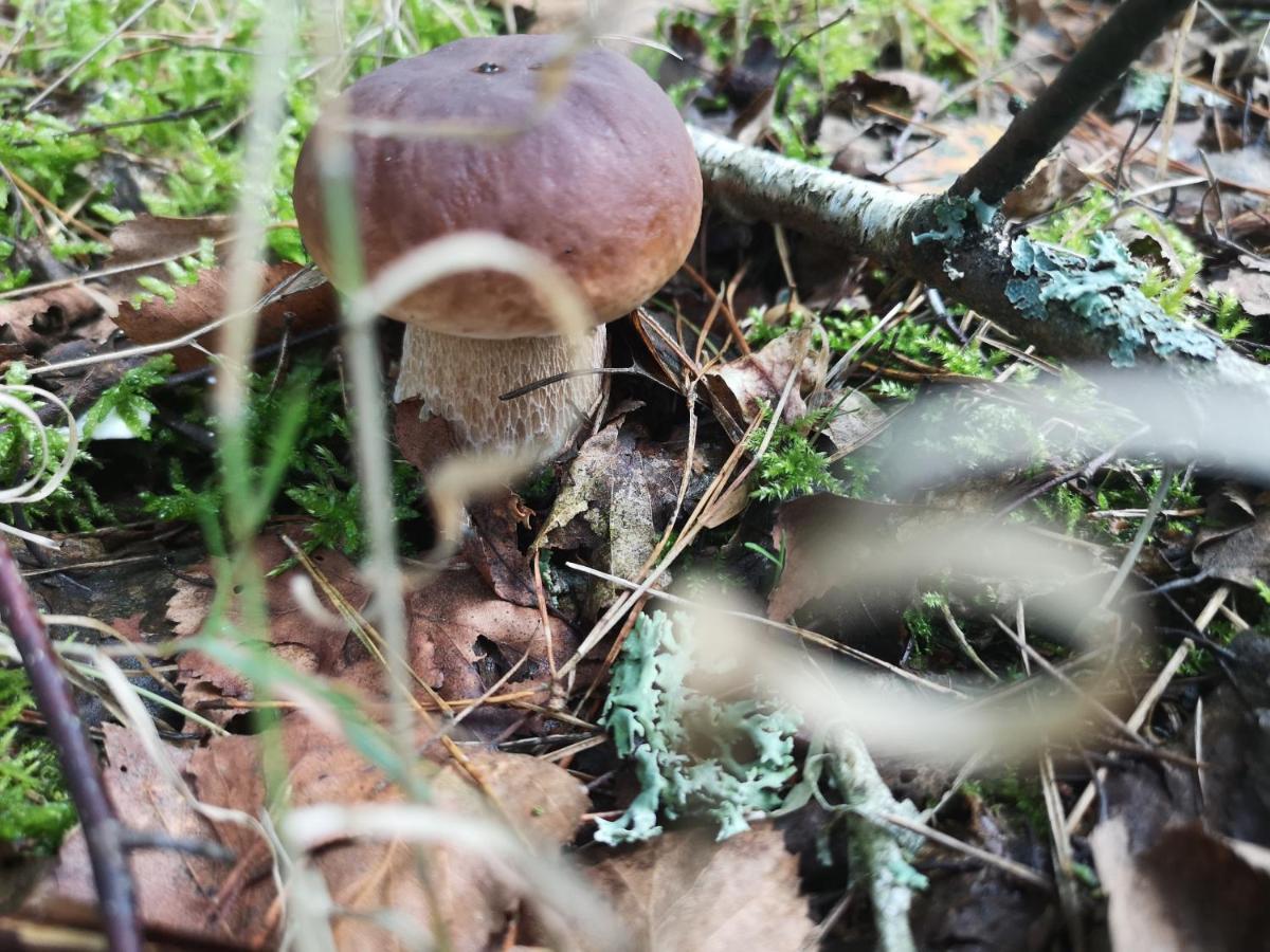 Agroturystyka Plener Miedzichowo Екстер'єр фото